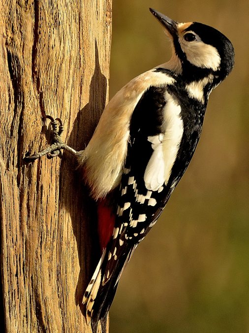 grote bonte specht (2)