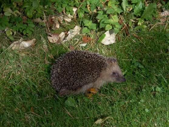 november 2009 nikon 020